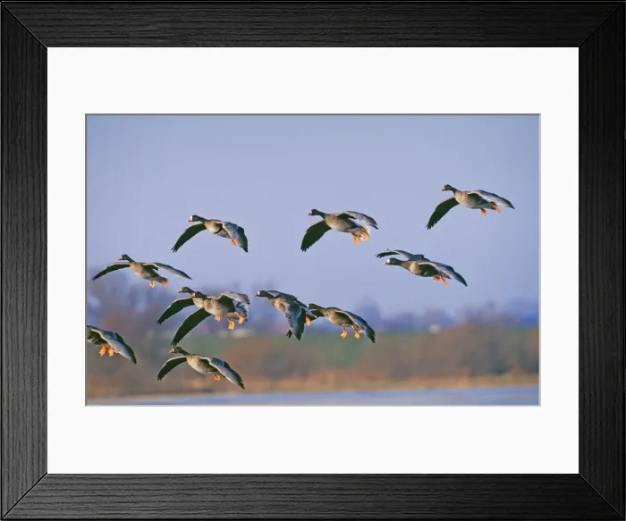 Framed Print : White Fronted Goose - in flight coming in to land Framed Print : White Fronted Goose - in flight coming in to land