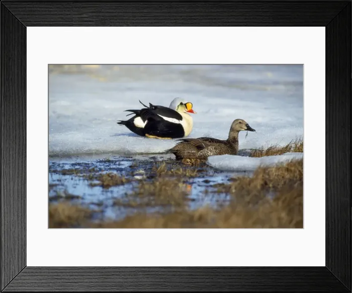 Framed Print : King Eider Duck - Russian tundra Framed Print : King Eider Duck - Russian tundra
