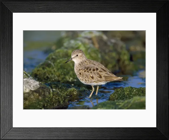 Framed Print : Temminck's Stint - display flight Framed Print : Temminck's Stint - display flight