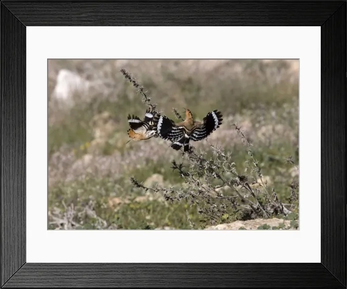 Framed Print : Hoopoe - Driving off rival male - March - Trusillo - Spain Framed Print : Hoopoe - Driving off rival male - March - Trusillo - Spain