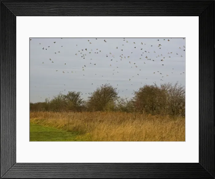 Framed Print : Fieldfare - mass flock flying over hawthorn hedge - Breckland - Norfolk - UK Framed Print : Fieldfare - mass flock flying over hawthorn hedge - Breckland - Norfolk - UK