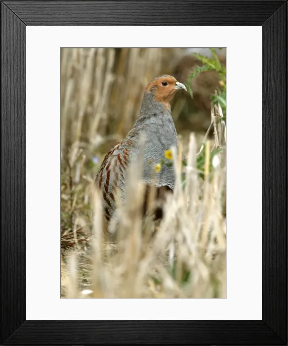 Framed Print : Grey Partridge - close up of male standing in Autumn stubble field - October - Narborough - Norfolk - UK Framed Print : Grey Partridge - close up of male standing in Autumn stubble field - October - Narborough - Norfolk - UK