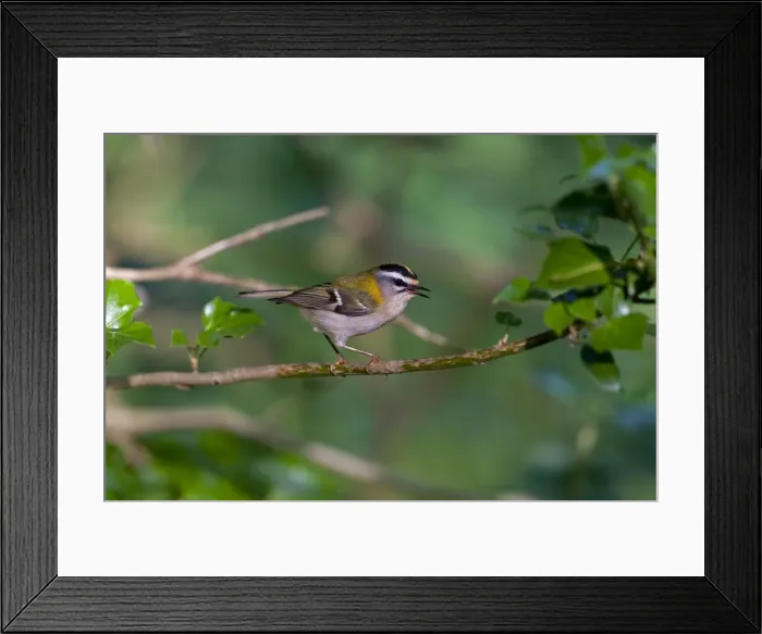 Framed Print : Firecrest - singing on perch in Woodland - North Norfolk - UK Framed Print : Firecrest - singing on perch in Woodland - North Norfolk - UK