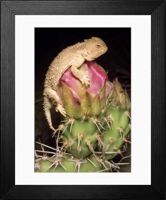 Framed Print : Desert Short-horned Lizard - on pricklypear cactus - Utah - USA Framed Print : Desert Short-horned Lizard - on pricklypear cactus - Utah - USA