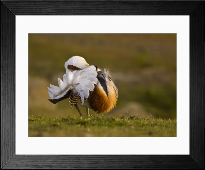 Framed Print : Great Bustard - displaying late evening on Spanish Steppe - Extremadura Spain Framed Print : Great Bustard - displaying late evening on Spanish Steppe - Extremadura Spain