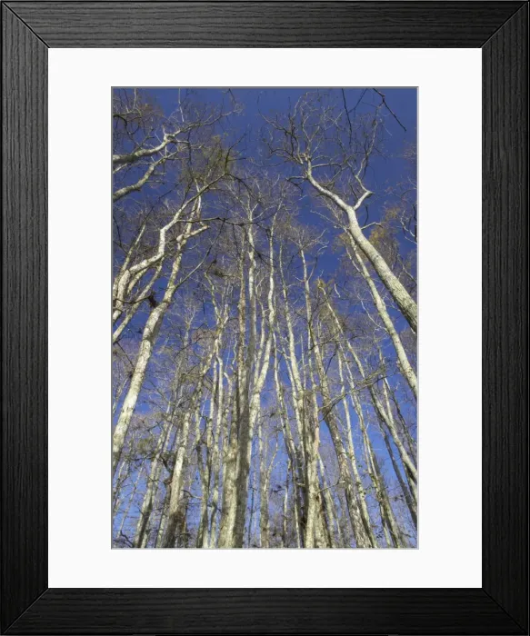 Framed Print : Swamp Cypress Trees in Winter, Corkscrew Swamp Sanctuary Florida, USA LA000009 Framed Print : Swamp Cypress Trees in Winter, Corkscrew Swamp Sanctuary Florida, USA LA000009