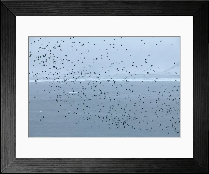 Framed Print : Little Auk - Flying over Fjord in Summer - June - Spitsbergen Framed Print : Little Auk - Flying over Fjord in Summer - June - Spitsbergen