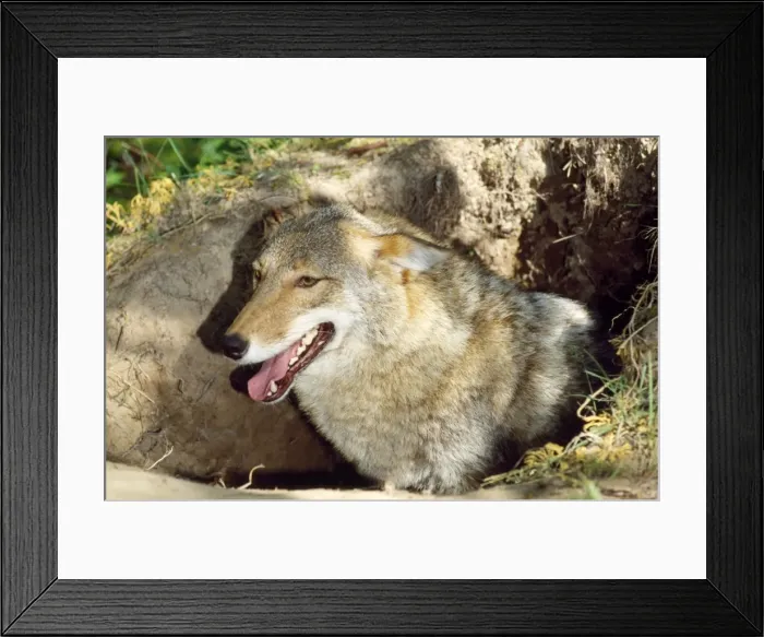 Framed Print : Coyote - at den - Northeastern USA Framed Print : Coyote - at den - Northeastern USA