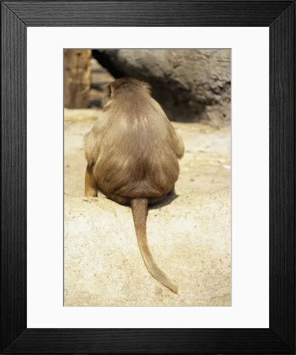 Framed Print : Hamadryas Baboon - rear view Framed Print : Hamadryas Baboon - rear view