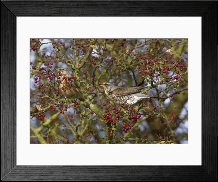 Framed Print : Fieldfare - feeding on hawthorn berries in Autumn - Breckland - Norfolk - UK Framed Print : Fieldfare - feeding on hawthorn berries in Autumn - Breckland - Norfolk - UK