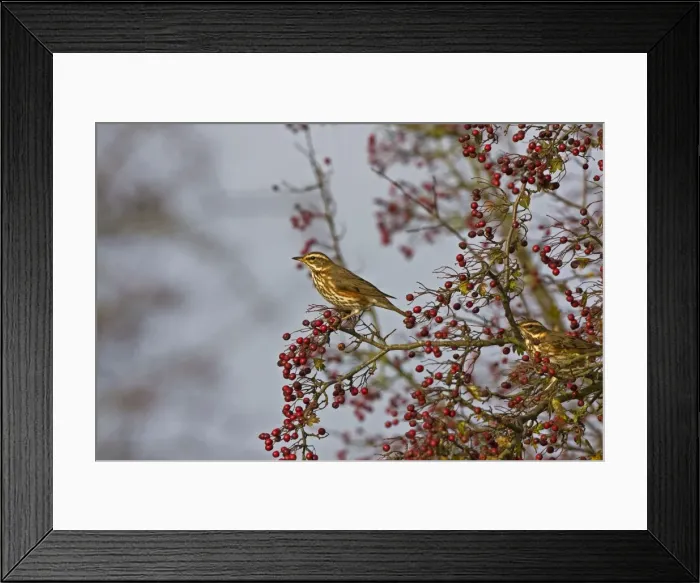 Framed Print : Redwing - Feeding on hawthorn berries - November - Breckland - Norfolk - UK Framed Print : Redwing - Feeding on hawthorn berries - November - Breckland - Norfolk - UK