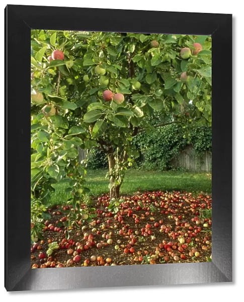 McIntosh Apple Tree - in autumn with dropped apples