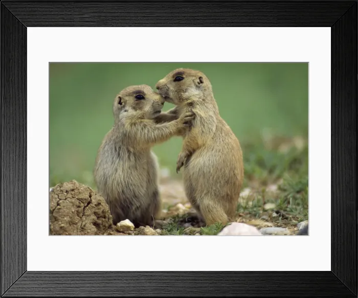 Framed Print : Black-tailed Prairie Dog - stopping their play Colorado Framed Print : Black-tailed Prairie Dog - stopping their play Colorado