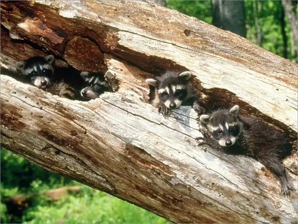 Racoon - babies in hollow log - Northeastern USA