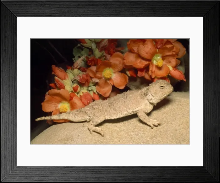 Framed Print : Desert Short-horned Lizard - & poppy mallow Framed Print : Desert Short-horned Lizard - & poppy mallow