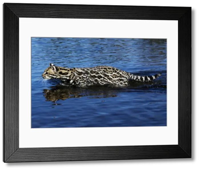 Framed Print : Ocelot - wading through water Framed Print : Ocelot - wading through water