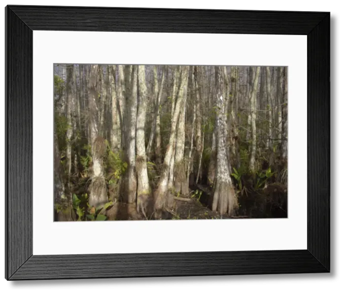 Framed Print : Swamp Cypress forest - Corkscrew Swamp Sanctuary, Florida, USA LA000007 Framed Print : Swamp Cypress forest - Corkscrew Swamp Sanctuary, Florida, USA LA000007