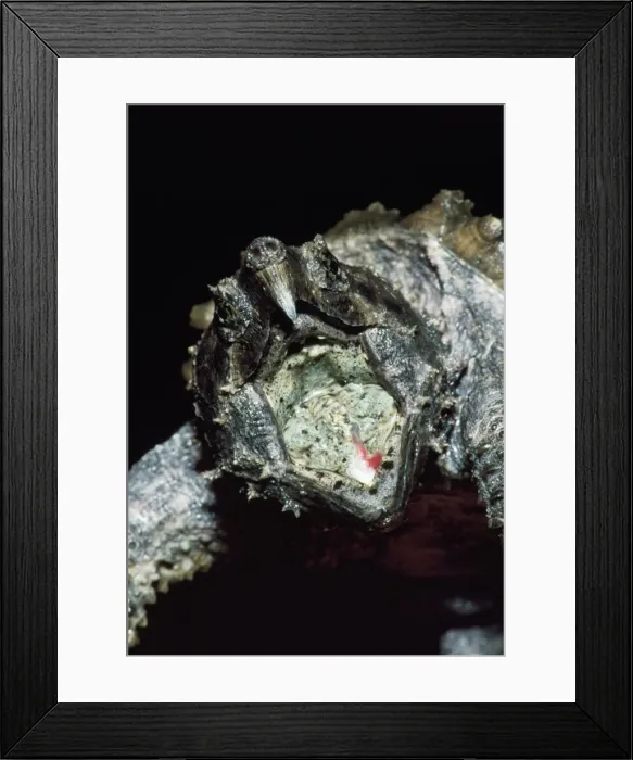 Framed Print : Alligator Snapping Turtle - with moth open showing lure Southwest U. S. A Framed Print : Alligator Snapping Turtle - with moth open showing lure Southwest U. S. A