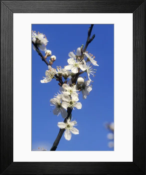 Framed Print : CNB-659. CMB-659. Blackthorn / Sloe. Prunus spinosa Framed Print : CNB-659. CMB-659. Blackthorn / Sloe. Prunus spinosa