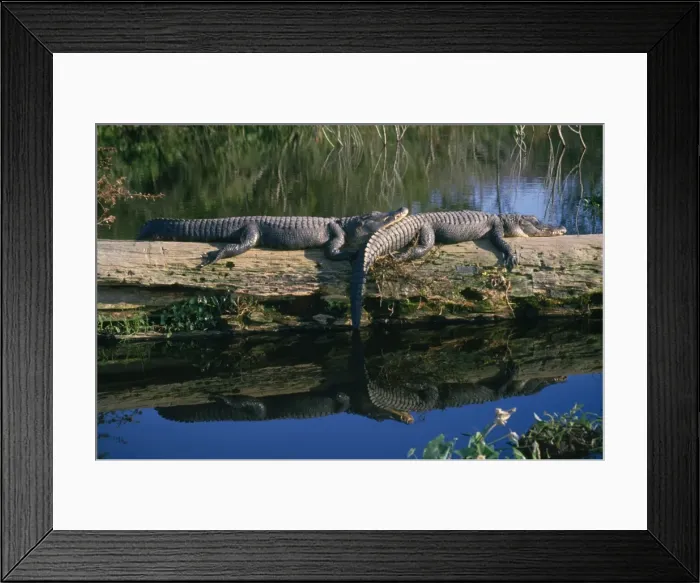 Framed Print : American Alligator Florida, USA Framed Print : American Alligator Florida, USA