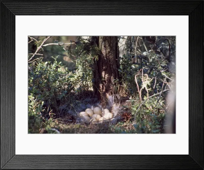 Framed Print : Capercaillie - eggs in nest Framed Print : Capercaillie - eggs in nest