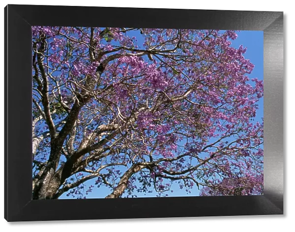 Jacaranda Tree - in bloom Australia