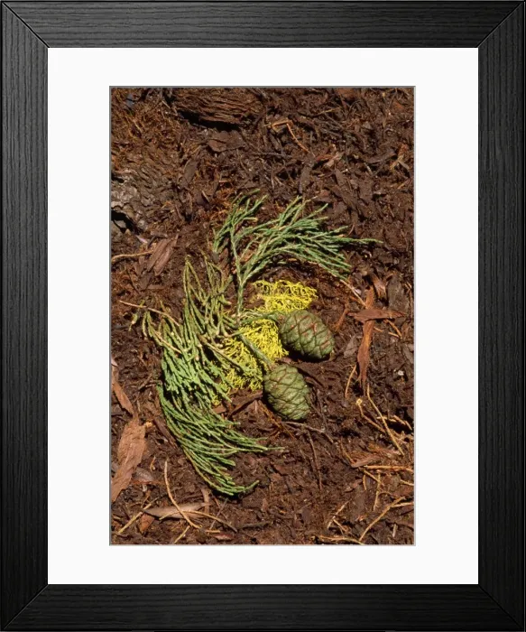 Framed Print : Giant Sequoia Tree - cones & leaves