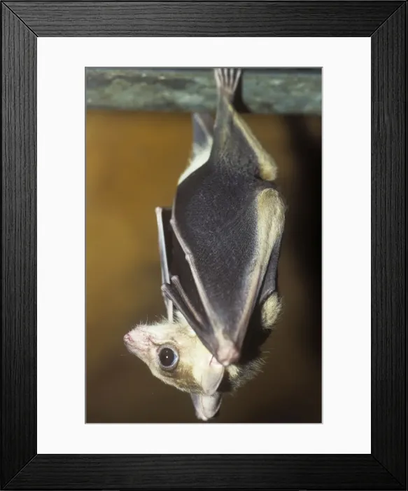 Framed Print : Egyptian Fruit-bat Framed Print : Egyptian Fruit-bat