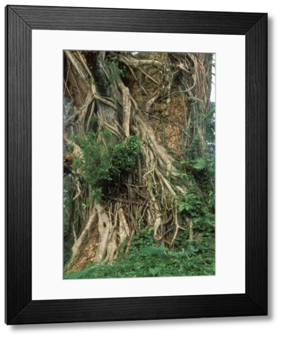 Framed Print : Strangler Fig On Guanacaste tree Belize Framed Print : Strangler Fig On Guanacaste tree Belize