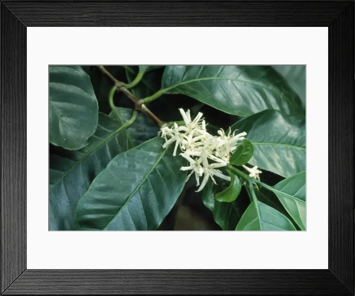 Framed Print : Coffee Plant - blossom Fam: Rubiaceae Framed Print : Coffee Plant - blossom Fam: Rubiaceae
