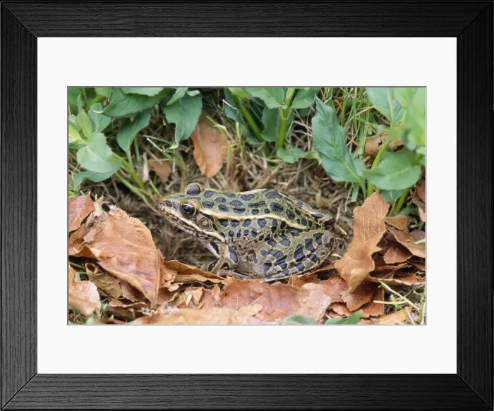 Framed Print : Southern Leopard Frog Southeastern USA Framed Print : Southern Leopard Frog Southeastern USA