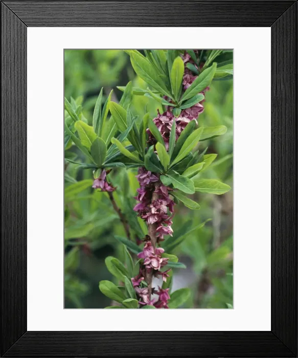 Framed Print : Daphne. CMB-348. Daphne mezereon. Daphne mezereon Framed Print : Daphne. CMB-348. Daphne mezereon. Daphne mezereon