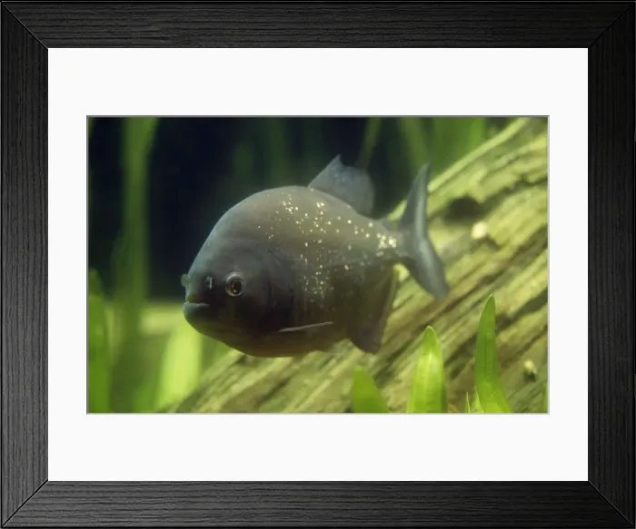 Framed Print : Piranha. CMB-742. PIRANHA - UNDERWATER. Rooseveltiella nattereri Framed Print : Piranha. CMB-742. PIRANHA - UNDERWATER. Rooseveltiella nattereri