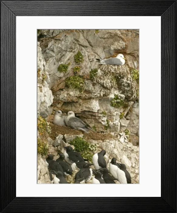 Framed Print : Fulmar - pair nesting with Kittiwake on nest and bridled Guillemots in foreground - June - Bear Island - North Norway Framed Print : Fulmar - pair nesting with Kittiwake on nest and bridled Guillemots in foreground - June - Bear Island - North Norway