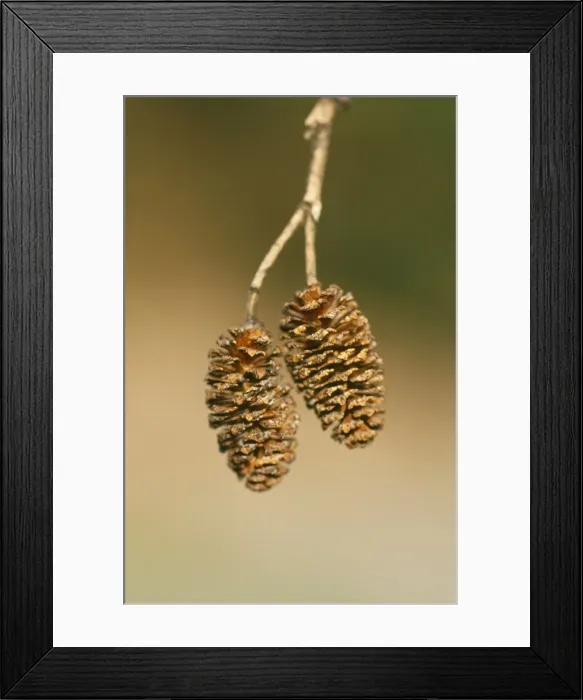Framed Print : Alder Cones - April Framed Print : Alder Cones - April