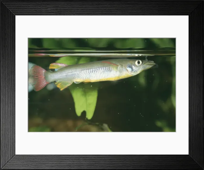 Framed Print : Celebes Halfbeak - Near surface Sulawesi Framed Print : Celebes Halfbeak - Near surface Sulawesi