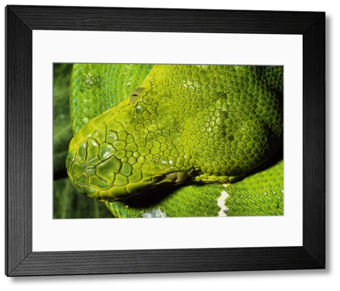 Framed Print : Emerald Tree Boa South America Framed Print : Emerald Tree Boa South America