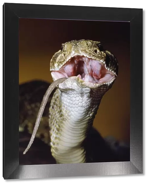 Western Diamondback Rattlesnake - eating a rat Western USA