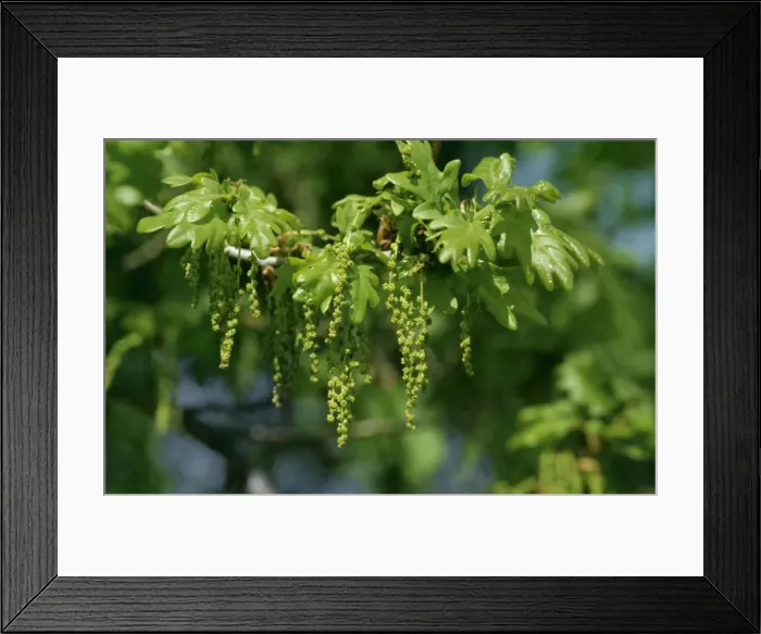 Framed Print : English Oak CMB 466 In May © Chris Martin Bahr / ARDEA LONDON Framed Print : English Oak CMB 466 In May © Chris Martin Bahr / ARDEA LONDON