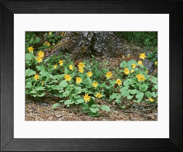 Framed Print : Arnica CLA 553 Wildflowers in the centennial nature grove, Bitterroot National Forest, Montana, USA Arnica cordifolia © Mary Clay / ARDEA LONDON Framed Print : Arnica CLA 553 Wildflowers in the centennial nature grove, Bitterroot National Forest, Montana, USA Arnica cordifolia © Mary Clay / ARDEA LONDON