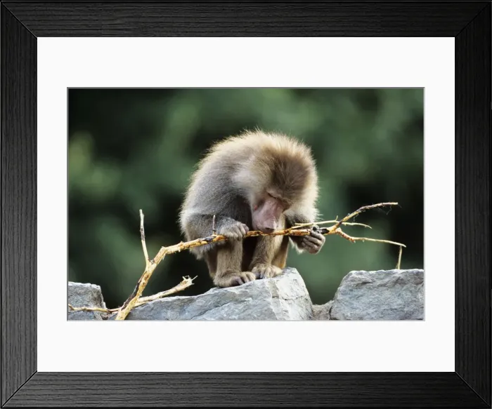 Framed Print : Hamadryas Baboon - feeding on bark Framed Print : Hamadryas Baboon - feeding on bark