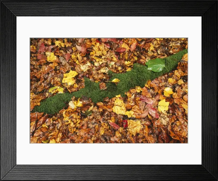 Framed Print : Leaves Mossy log in autumn in rain. Cades Cove, Great Smoky National Park, Tennessee, USA Framed Print : Leaves Mossy log in autumn in rain. Cades Cove, Great Smoky National Park, Tennessee, USA