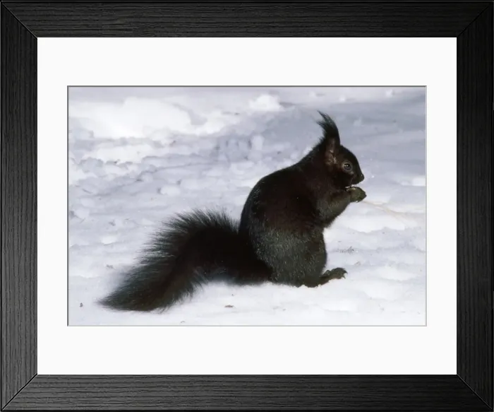 Framed Print : Tassel-eared Squirrel - in winter - USA Framed Print : Tassel-eared Squirrel - in winter - USA