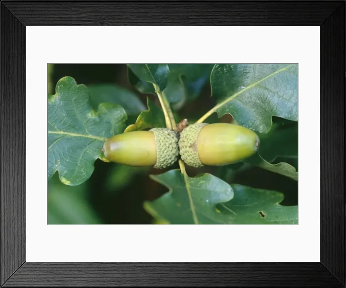 Framed Print : Sessile / Durmast Oak Framed Print : Sessile / Durmast Oak