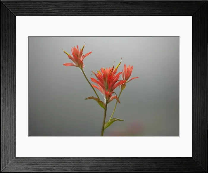 Framed Print : Scarlet Paintbrush Paradise, Mount Rainier National Park, Washington State, USA PL000357 Framed Print : Scarlet Paintbrush Paradise, Mount Rainier National Park, Washington State, USA PL000357