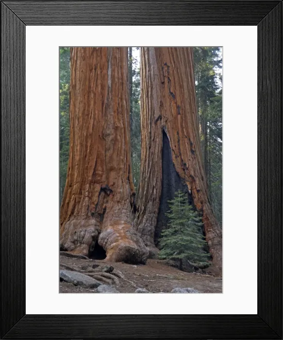 Framed Print : Giant Sequoia Sequoia NP, California, USA LA000622 Framed Print : Giant Sequoia Sequoia NP, California, USA LA000622