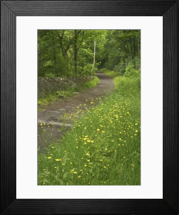 Framed Print : Flowers on edge of country lane Torrington, Devon, UK LA000362 Framed Print : Flowers on edge of country lane Torrington, Devon, UK LA000362