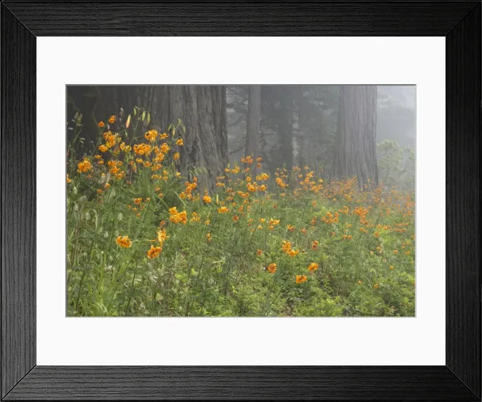 Framed Print : Coastal Redwood forest and Tiger Lily (Sequoia sempervirens) & (Lilium columbianum) Redwood National Park California, USA LA000750 Framed Print : Coastal Redwood forest and Tiger Lily (Sequoia sempervirens) & (Lilium columbianum) Redwood National Park California, USA LA000750