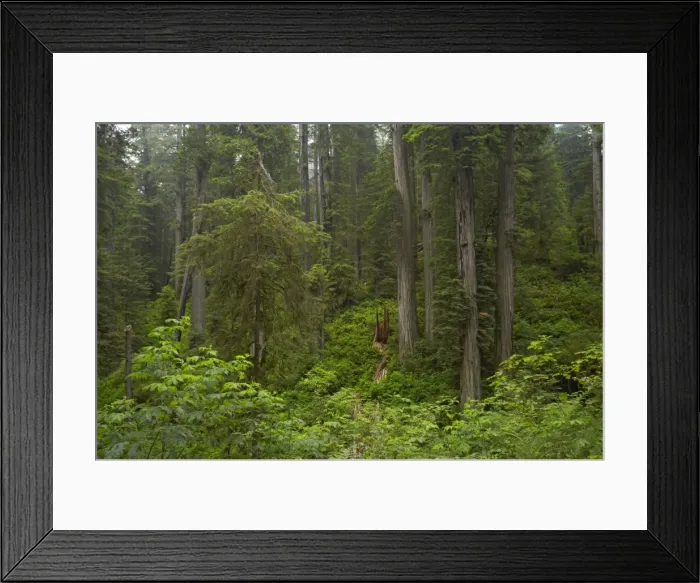 Framed Print : Coastal Redwood forest Redwood National Park California, USA LA000756 Framed Print : Coastal Redwood forest Redwood National Park California, USA LA000756