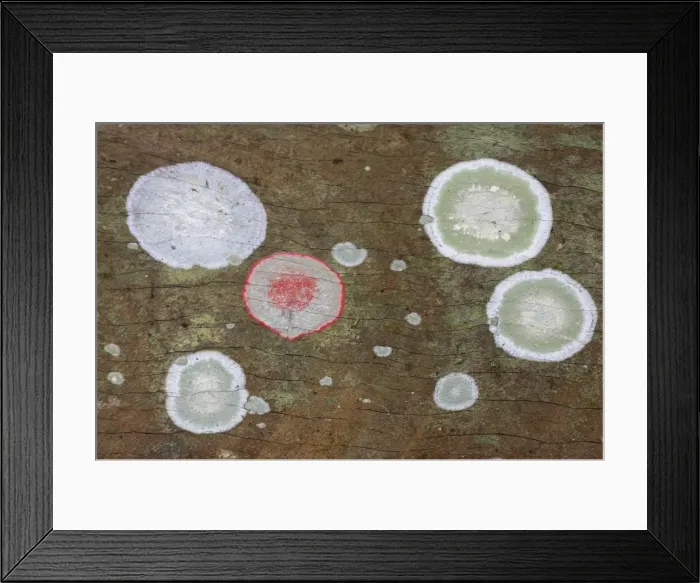 Framed Print : Lichens, Corkscrew Swamp, florida, USA PL000038 Framed Print : Lichens, Corkscrew Swamp, florida, USA PL000038